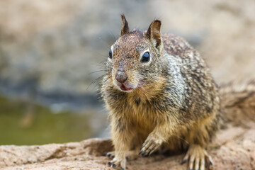 The California ground squirrel (Otospermophilus beecheyi), also known as the Beechey ground squirrel, is a common and easily observed ground squirrel of the western United States.