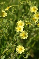 Fingerkraut, Hohe Fingerkraut, Potentilla recta