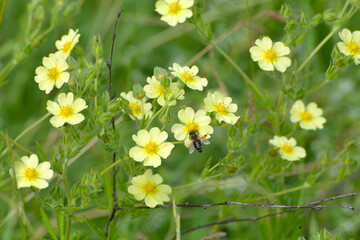 Fingerkraut, Hohe Fingerkraut, Potentilla recta © Peter Oetelshofen