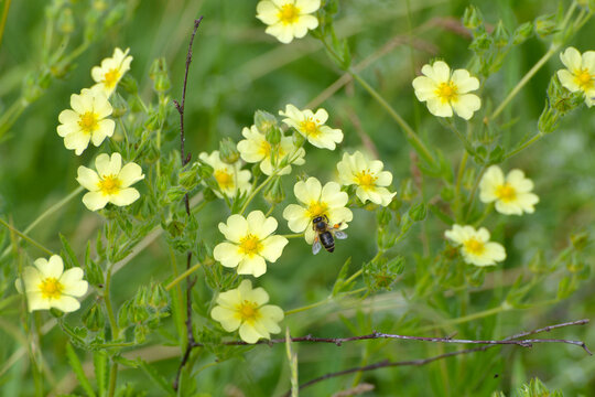 Fingerkraut, Hohe Fingerkraut, Potentilla recta