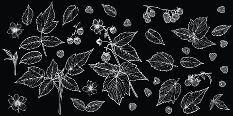 Set of white line art raspberry plant with flowers, leaves, fruits isolated on black background. Hand drawn botanical illustration of summer fruit. For print and online projects