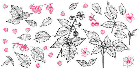 Set of line art raspberry plant with flowers, leaves, fruits isolated on white background. Hand drawn botanical illustration of summer fruit. For print and online projects