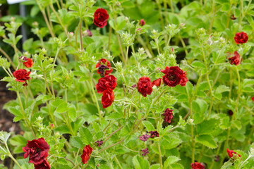 Fingerkraut, Thurbers Fingerkraut, Potentilla  thurberi,  Monarch`s Velvet