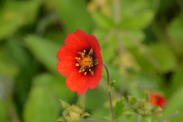 Fingerkraut, Garten-Fingerkraut, Potentilla x cultorum 'Flamenco