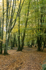 hetre, fagus sylvestris, Légende de Merlin; Lac du miroir aux fées; Foret de Broceliande; région...