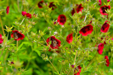 Fingerkraut, Thurbers Fingerkraut, Potentilla  thurberi,  Monarch`s Velvet