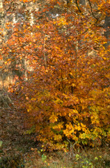 Hetre, fagus silvatca