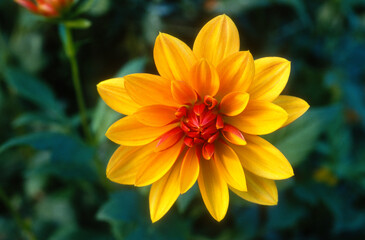 Dahlia 'Julie'