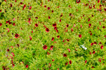 Fingerkraut, Thurbers Fingerkraut, Potentilla  thurberi,  Monarch`s Velvet