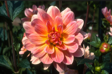 Dahlia 'Jocker'