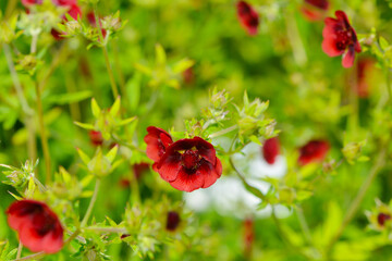Fingerkraut, Thurbers Fingerkraut, Potentilla  thurberi,  Monarch`s Velvet