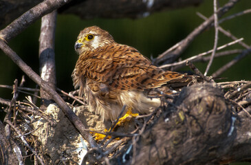 Fototapeta premium Faucon crécerelle, nid, Falco tinnunculus, Common Kestrel