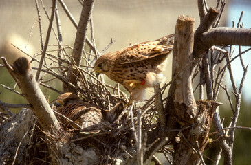 Faucon crécerelle, nid,Falco tinnunculus, Common Kestrel