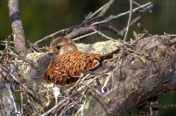 Faucon crécerelle, nid,Falco tinnunculus, Common Kestrel