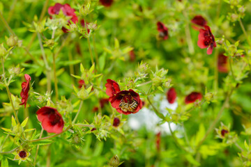 Fingerkraut, Thurbers Fingerkraut, Potentilla  thurberi,  Monarch`s Velvet