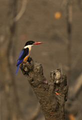 Black-capped kingfisher perched on mangrove tree log at Sundarban tiger reserve, India