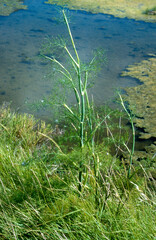 Foeniculum vulgare, Fenouil commun, Marais salants, Guerande, 44, Loire Atlantique, France