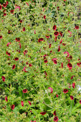 Fingerkraut, Thurbers Fingerkraut, Potentilla  thurberi,  Monarch`s Velvet