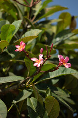 Red frangipani flower or Kamboja merah (Plumeria rubra) in the garden. Also known as frangipani,...