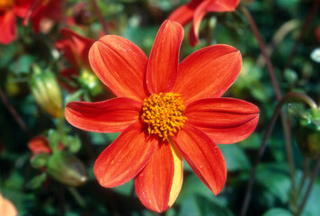 Dahlia nain 'Gilles Doisy'