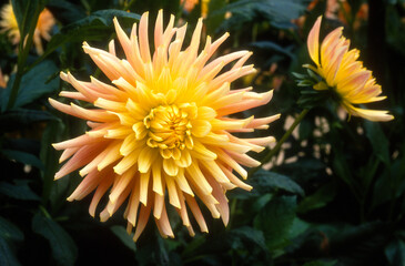 Dahlia semi cactus 'Gelber Vulkan'