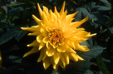 Obraz premium Dahlia semi cactus 'Gelber Vulkan'