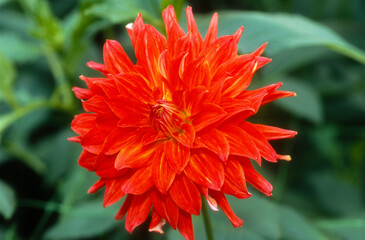 Dahlia cactus 'Furst Pucker'