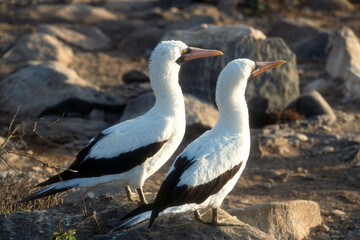 Fou masqué,Sula dactylatra, Masked Booby, Archipel des Galapagos, Equateur
