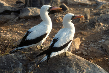 Fou masqué,Sula dactylatra, Masked Booby, Archipel des Galapagos, Equateur