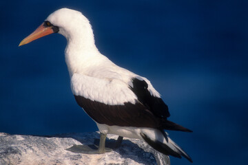 Fou masqué,Sula dactylatra, Masked Booby, Archipel des Galapagos, Equateur