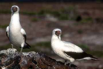 Fou masqué,Sula dactylatra, Masked Booby, Archipel des Galapagos, Equateur