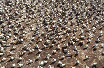 Colonie, Fou de Bassan,
Morus bassanus, Northern Gannet, réserve Ile de Bonaventure, Gaspésie, Quebec, Canada