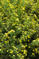 Fingerstrauch, Potentilla fructicosa, Dakota Sunspot
