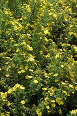 Fingerstrauch, Potentilla fructicosa, Dakota Sunspot