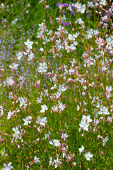 Rispige Graslilie,  Anthericum ramosum