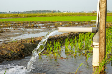Irrigation of rice fields using pump wells with the technique of pumping water from the ground to flow into the rice fields. Pumping water through plastic PVC pipes from underground using electric. 