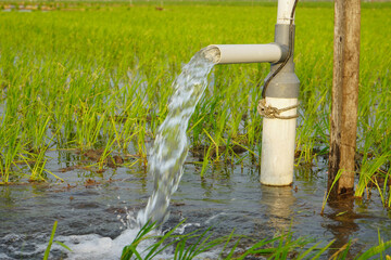 Irrigation of rice fields using pump wells with the technique of pumping water from the ground to flow into the rice fields. Pumping water through plastic PVC pipes from underground using electric. 