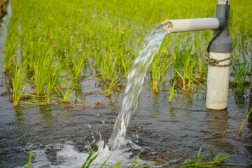 Irrigation of rice fields using pump wells with the technique of pumping water from the ground to flow into the rice fields. Pumping water through plastic PVC pipes from underground using electric. 