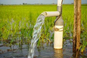 Irrigation of rice fields using pump wells with the technique of pumping water from the ground to...