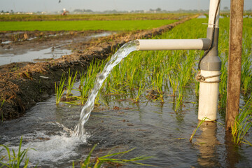 Irrigation of rice fields using pump wells with the technique of pumping water from the ground to...