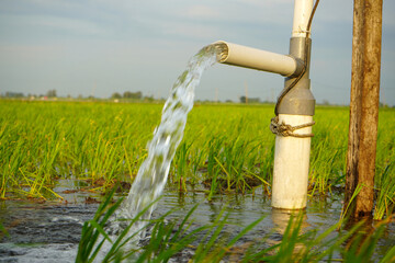 Irrigation of rice fields using pump wells with the technique of pumping water from the ground to flow into the rice fields. Pumping water through plastic PVC pipes from underground using electric. 