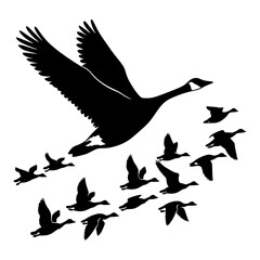 Obraz premium Canada goose leading a flock in flight silhouette