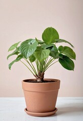 a biodegradable brown flower pot with plant on a simple background with copy space