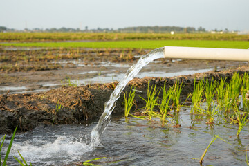 Irrigation of rice fields using pump wells with the technique of pumping water from the ground to flow into the rice fields. Pumping water through plastic PVC pipes from underground using electric. 
