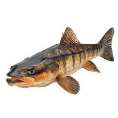 Fototapeta premium Muskellunge isolated on transparent background.