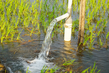 Irrigation of rice fields using pump wells with the technique of pumping water from the ground to...