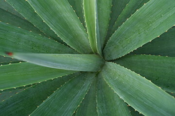 Fototapeta premium Close-up top view of a green aloe vera plant with thick, pointed leaves arranged in a symmetrical spiral.