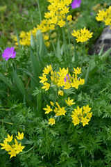 Gold-Lauch,  Allium moly