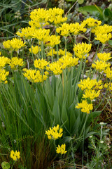 Gold-Lauch,  Allium moly
