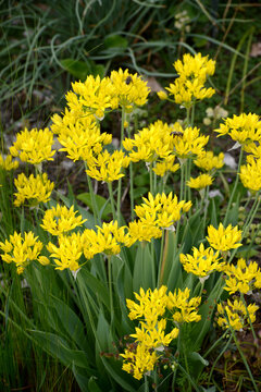 Gold-Lauch,  Allium moly